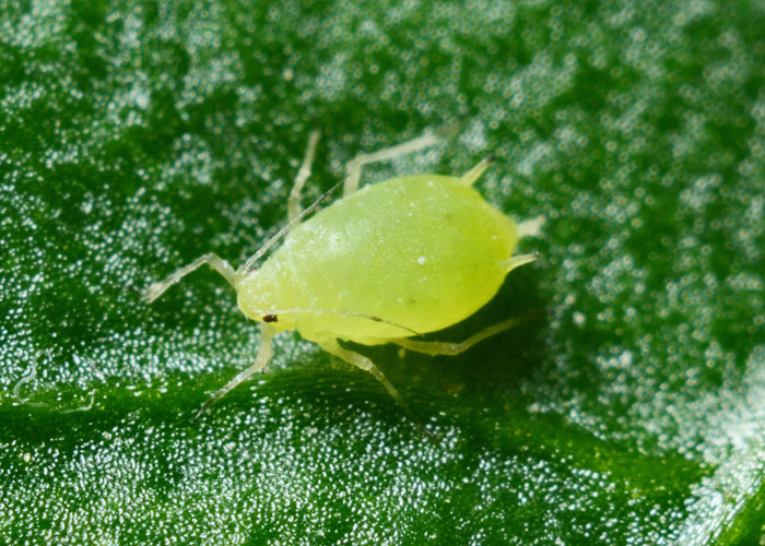 Aphids