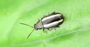 Flea Beetle