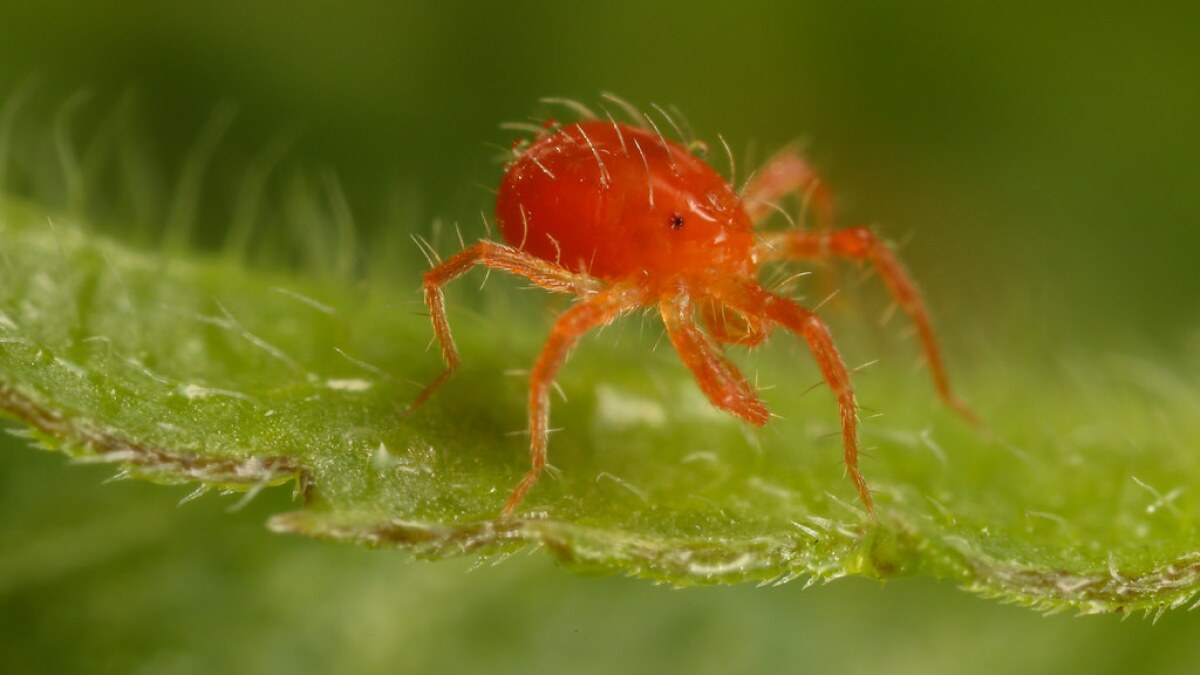 Spider Mites