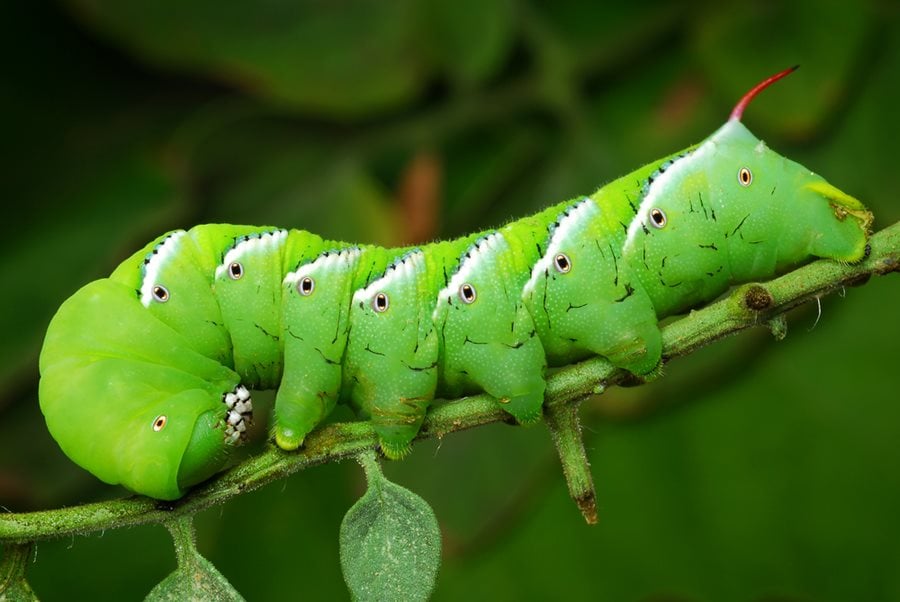 Tomato Hornworm